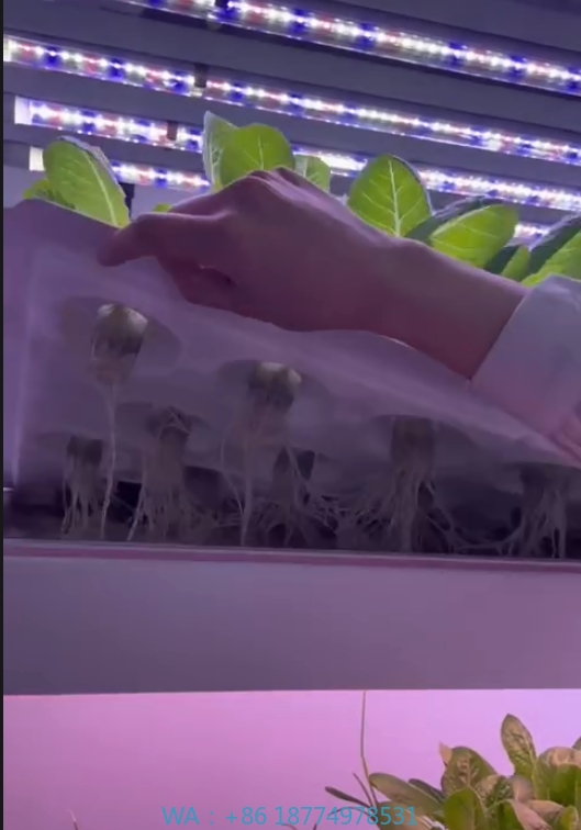 Agriculture Farming System - Sera Tarım Ekipmanları Mantar Sebze Meyve