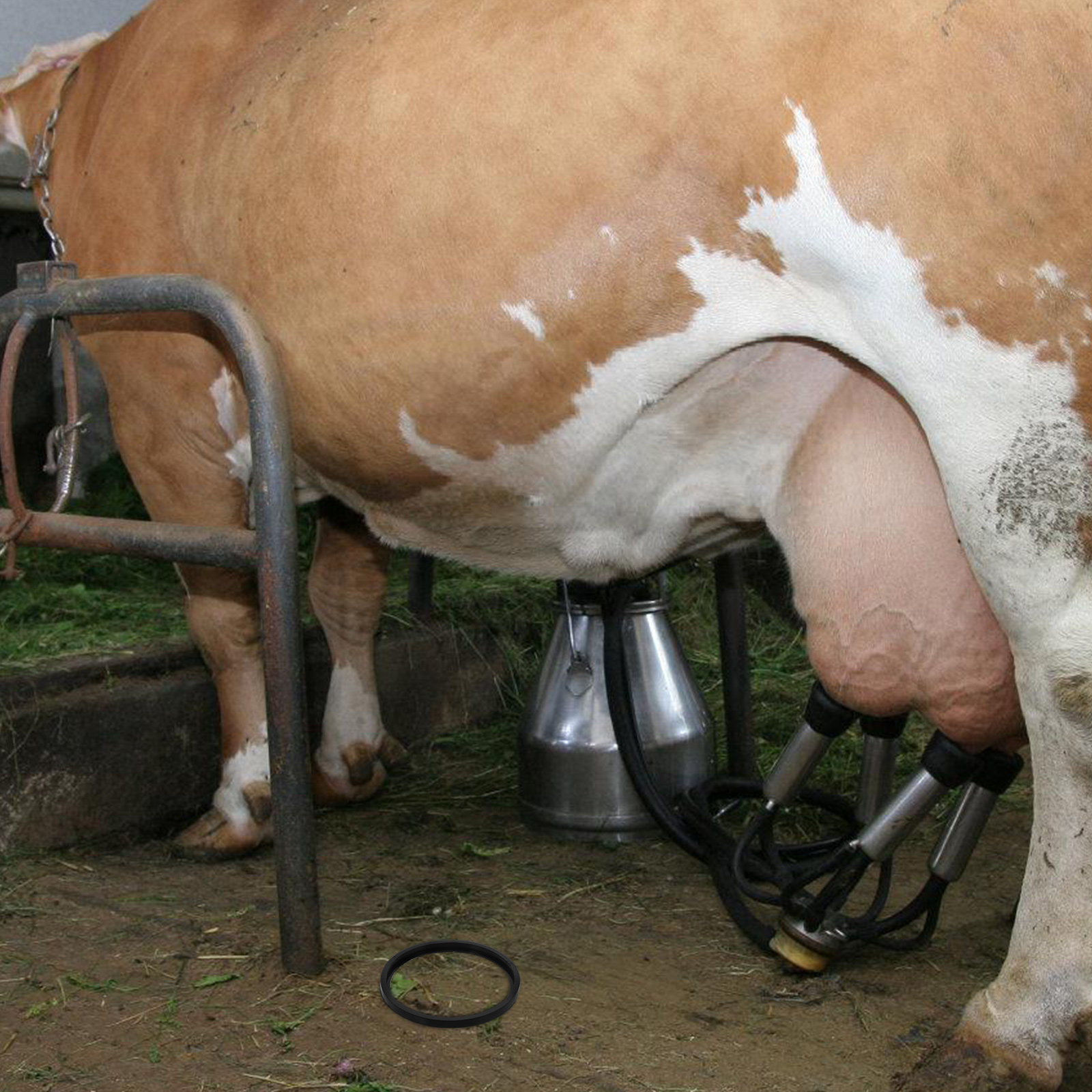 Sağım Makinesi Aksesuarı Değiş - Milking Machine incelemesi ve fiyatı
