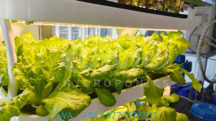 Sebze, Marul ve Çilek Yetiştir - Agriculture Farming System incelemesi ve fiyatı