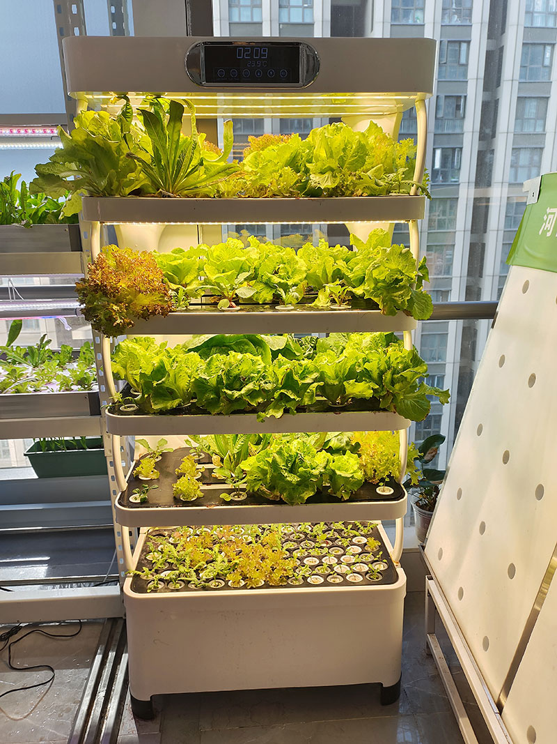 Sebze, Marul ve Çilek Yetiştir - Agriculture Farming System incelemesi ve fiyatı