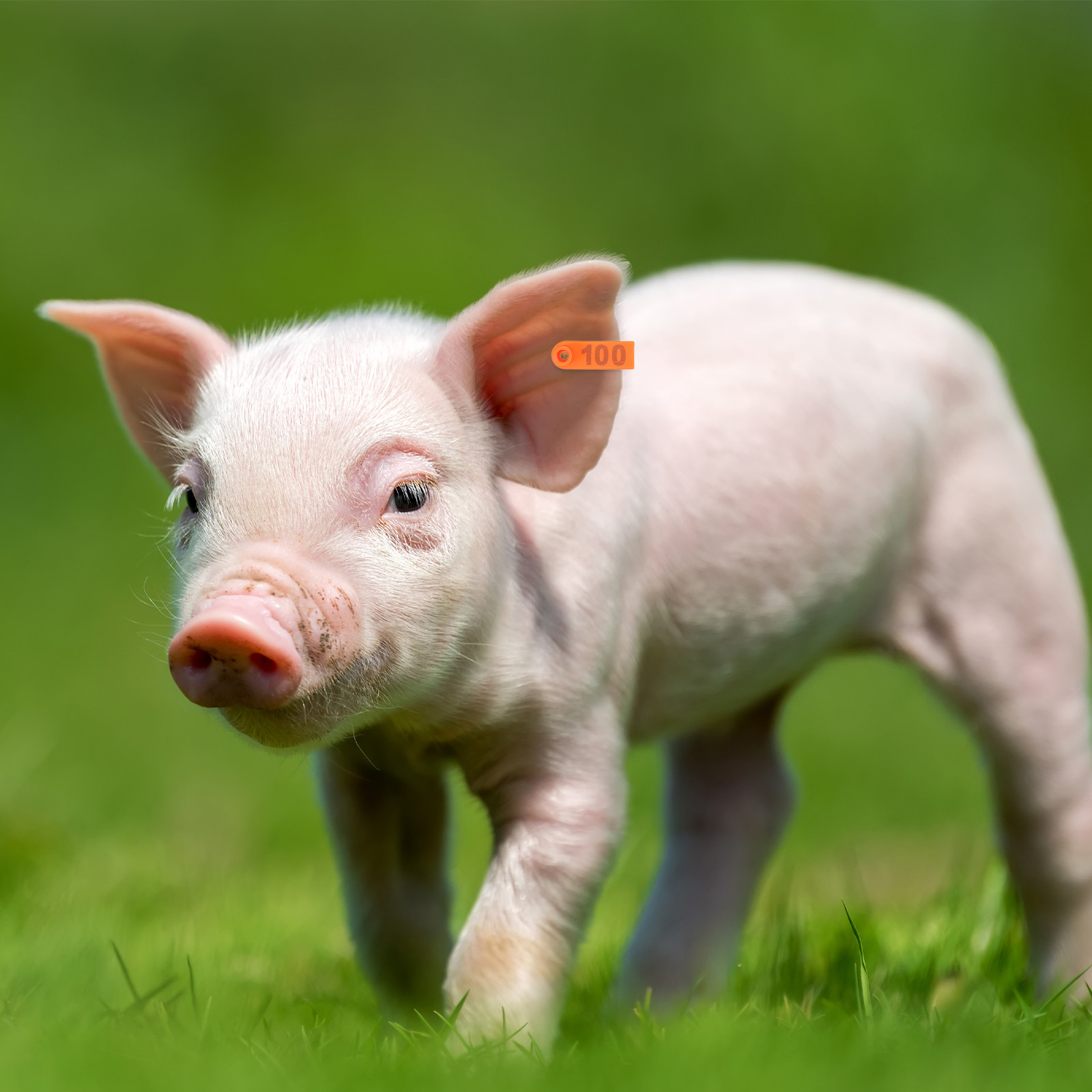 100 Adet Hayvan Kulak Etiketi  - Livestock Ear Tag incelemesi ve fiyatı